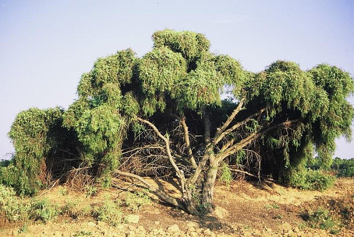 Juniperus oxycedrus subsp. oxycedrus